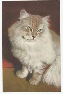Vintage Postcard Longhair Cat 1951 Printed in Switzerland - Picture 1 of 2