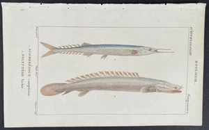 Turpin 1816 Antique hand-colored print: Garfish & Nile bichir, sea life fish - Picture 1 of 2