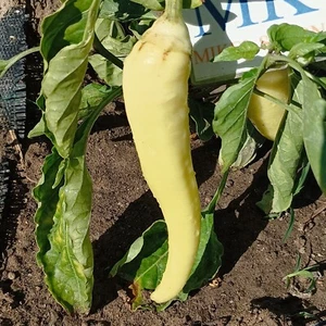 Pimiento Feher Kos , 10 semillas  (635) - Picture 1 of 1