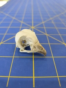 Calavera de búho NK116 Zoo cautivo criado Java Scops - Imagen 1 de 5