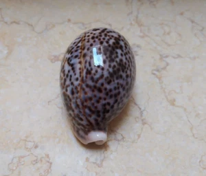 F cypraea pantherina F++++ super glossy red sea shell 84.6 mm very great COLOR - Picture 1 of 12