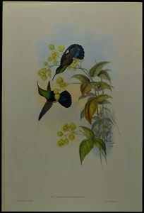 Colibrí caribeño de pecho verde John Gould estampado oficial del Museo Británico - Imagen 1 de 2