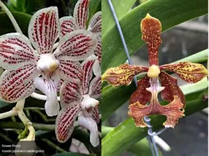 Rare Vanda jennae x V roeblingiana orchid plant FS , not in bloom - Picture 1 of 2