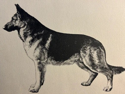 De colección. Dibujo a tinta original de perro de exhibición de pastor alemán "Desafío de Silver Lane" Foto 1 de 4