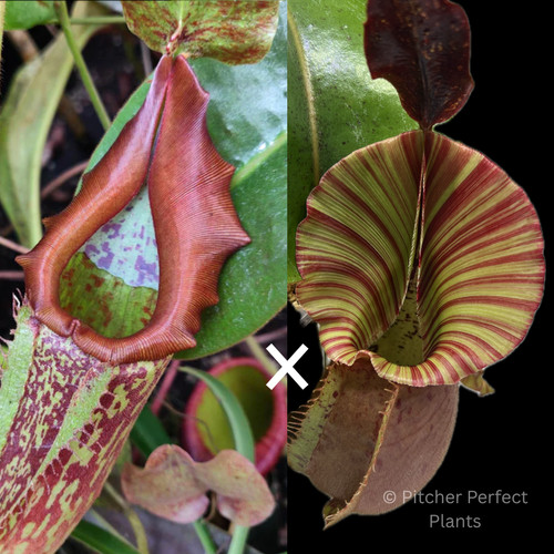 Nepenthes maxima 'Geoff Wong' x veitchii 'Candy Dreams' – Pitcher