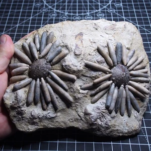 Lote de fósiles jurásicos de reconstrucción de erizos de mar Asterocidaris bistriata de 1,8 kg - Imagen 1 de 21