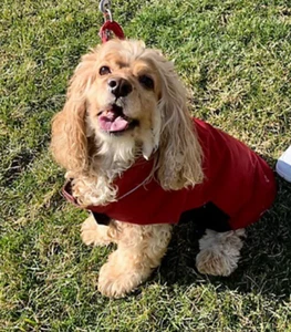 Arctic Expedition -  Reversible Dog Coat - Chili Pepper Red - Picture 1 of 7