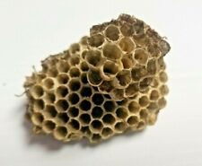 Lot of 3 Paper Wasp Nests Two Story Natural Hive Bee Hornet Craft Taxidermy