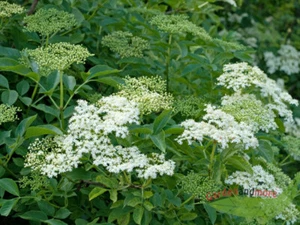 schwarzer Holunder, Sambucus Haschberg, Großfruchtsorte 40-60 cm Topfpflanze - Bild 1 von 1