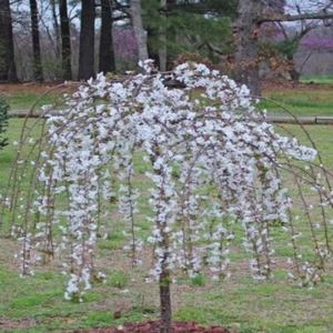 Yoshino Weeping Cherry (Shidare Yoshino) Tree - Bareroot Breaking Dormancy* - Picture 1 of 2