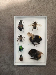 Seven great british insects mounted in a perspex display box. - Picture 1 of 2