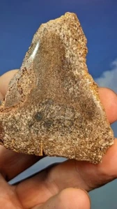Jurassic Pliosaurus Bone. Abingdon UK. Polished. 60 x 50mm. As Shown. - Picture 1 of 9