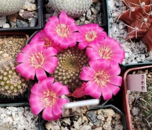  Rebutia minuscula var. violaciflora (15 seeds)  - Picture 1 of 3