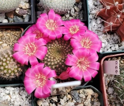  Rebutia minuscula var. violaciflora (15 seeds)  - Image 1 of 3