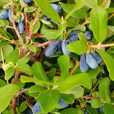 MESARBUSTES.COM Lonicera kamtschatica 'Atut' - Baie de mai Bleue