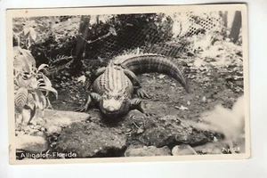 Real Photo Postcard An Alligator from Florida FL - Picture 1 of 1