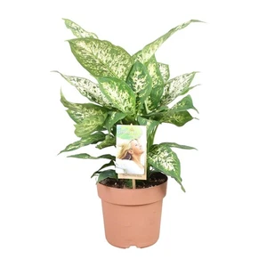 Dieffenbachia Compacta Ø17cm – pflegeleichte Zimmerpflanze | Pflanzfix24 - Bild 1 von 4