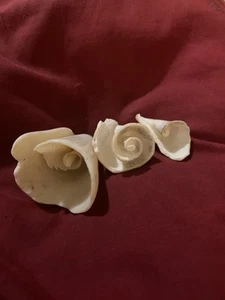 Three Interior Conch Shells - Picture 1 of 8