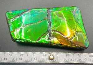 Ammolita fósil de 7 cm con varios colores - amonita, Alberta, Canadá. - Imagen 1 de 8