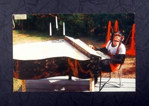 POSTAL Interpretando Chimpancé MONKEY JUNGLE MIAMI Piano de cola NCP-3423 SIN PUBLICAR - Imagen 1 de 2