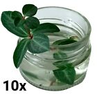 100ml Clear Round Glass Jar Storage Crafts Decor Premium Quality Small Container