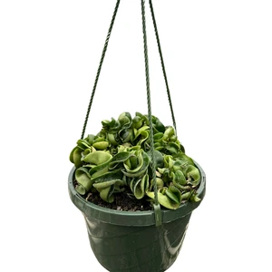 Planta de cuerda Hoya - Imagen 1 de 19