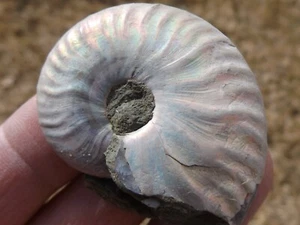 DIG-N-UTAH: AMMONITE RUSSIA FOSSIL POLISHED # L 397 - Picture 1 of 2