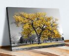 Large Tree Yellow Leaves Black White Canvas Wall Art Picture Print 30mm Deep
