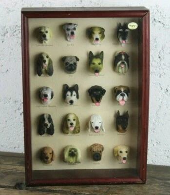 Bacheca in legno con all'interno 20 teste Razze di Cane VINTAGE espositiva Dog - Immagine 1 di 4
