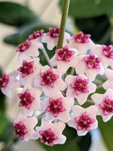Hoya HOYA OBOVATA splash leaf rooted cuttings Rare - Picture 1 of 8