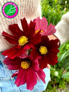 Schmuckkörbchen RUBENZA🌸 10+ Samen 🐝 Cosmea samtig rubinrot - Bild 1 von 8