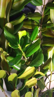 Seco, Hoja de Malagueta, Pimienta de Jamaica / Pimenta / De Puerto Rico 4oz Foto 1 de 3