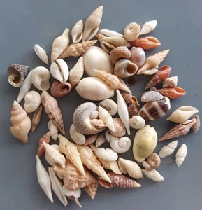 75 pcs assorted seashells 6-27 mm - Picture 1 of 5