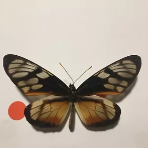 Dried Insect/Butterfly Non set B2156 Rare Thyridia psider Clear wings - Bild 1 von 3