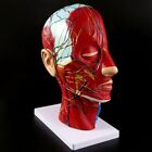 Human Anatomical Half Head Face Medical Brain Neck Median Nerve Blood Vessel