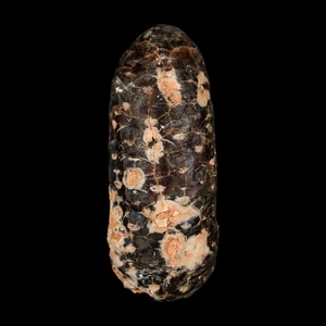 XL 2.2" Fossil Pine Cone Equicalastrobus Replaced By Agate Eocene Age Seeds - Picture 1 of 9