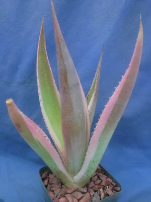 Agave guiengola 'Creme Brulee' Creamy Variegation! 5"-8" Tall STARTER Plant! - Image 1 of 4