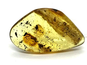 Amber Piece 2 Insects Inclusion Fossil Insect Natural Baltic Amber 3,5g 4591 - Picture 1 of 12