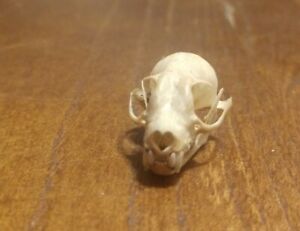TAXIDERMY: SKULL real bat skull 1 Pcs from Indonesia skull D