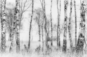 Fotokunst Fototapete - Birkenwald - (6629) - Vlies - Tapete - Himmel Baumstämme XXL - Bild 1 von 1