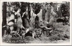 JAGD Übertreibung Foto RPPC Postkarte HIRSCH "The Way We Find Them" / 1953 - Bild 1 von 2