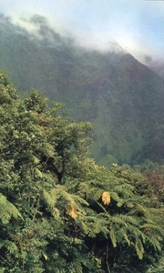Tropical Forest Martinique Aerial View Postcard - Imagen 1 de 2