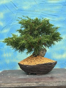 Joe Bonsai Chin. Wacholder Juniperus SHOHIN " Itoigawa " 30 Jahre Schale Japan - Bild 1 von 10