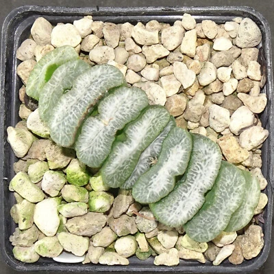 HW133 Haworthia truncata cv. SENZYUKANNON híbrido serie Z, Phyto disponible Foto 1 de 2