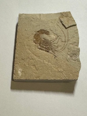 BEAUTIFUL, DETAILED CRETACEOUS FOSSIL SHRIMP  - DINOSAUR AGE! - Image 1 of 4
