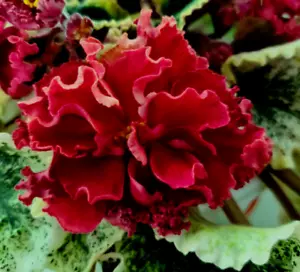 African Violet LEAVES ~ EK-KRASNAYA SALAMANDRA (Rus) CROWN VARIEGATED! 1 Leaf - Picture 1 of 2