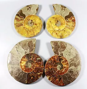 1.82lb High Quality Natural Split Ammonite Fossil pair Slices SPECIMEN DISPLAY - Picture 1 of 1