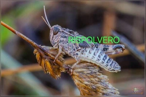 Foto Photo 15x20 Makro Staffelei HD High Definition - Bild 1 von 1