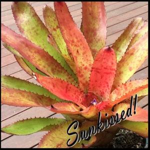 Neo HOT N SPICEY - Med / Lge Sized Grower - Bromeliad - Neoregelia - Picture 1 of 12