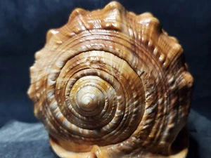  Large Cassis Rafa Shell  5 Inches  GB-16 - Picture 1 of 14